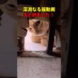 猫を覗くとき、猫もまたこちらを覗いている #猫 #cat #cats #cute
