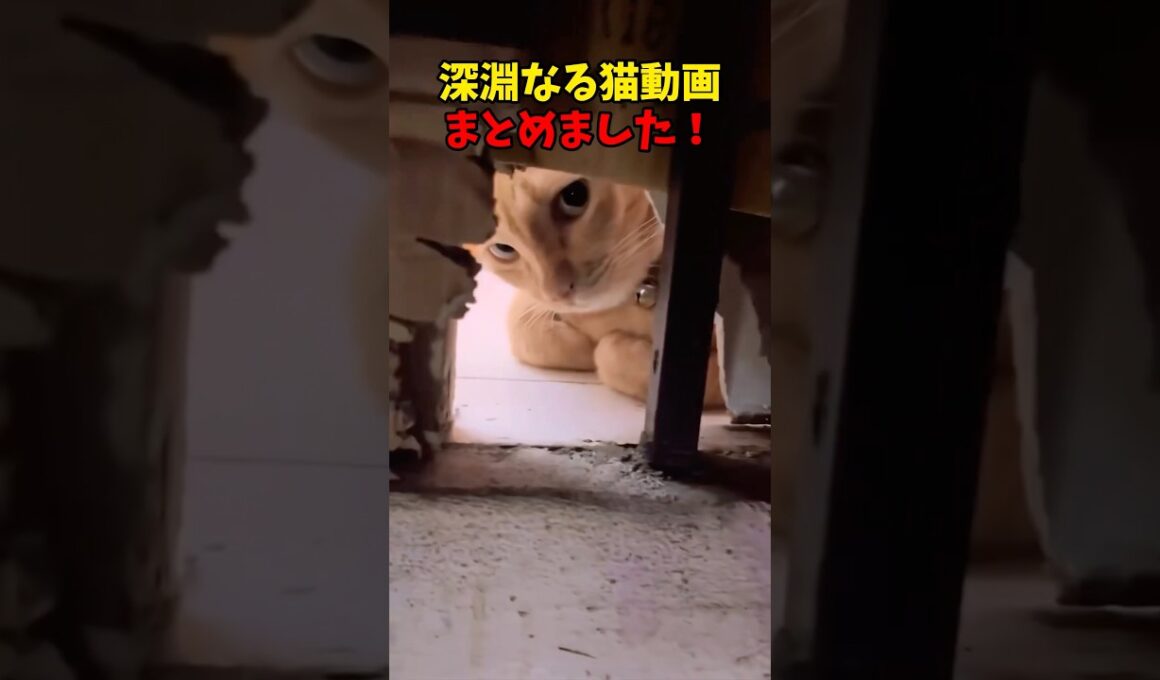 猫を覗くとき、猫もまたこちらを覗いている #猫 #cat #cats #cute