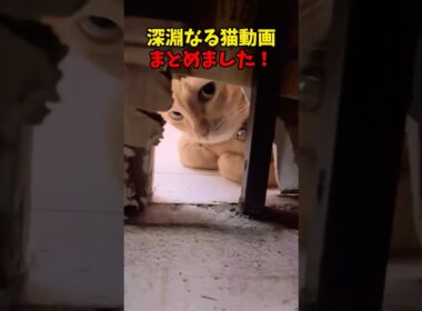 猫を覗くとき、猫もまたこちらを覗いている #猫 #cat #cats #cute