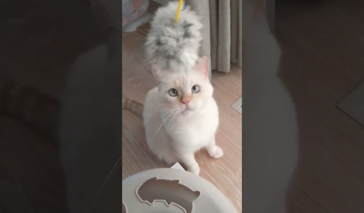 両手でねこぱんち　#catvideo #catlovers #猫のいる暮らし