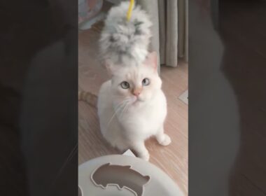 両手でねこぱんち　#catvideo #catlovers #猫のいる暮らし