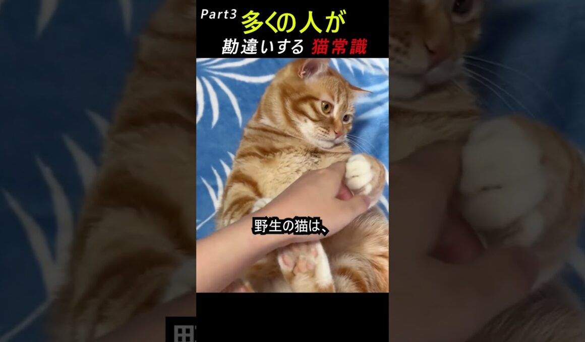 Part 3 多くの人が勘違いする猫常識