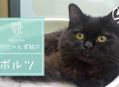 ボルツ（ラガマフィン♂）松本店