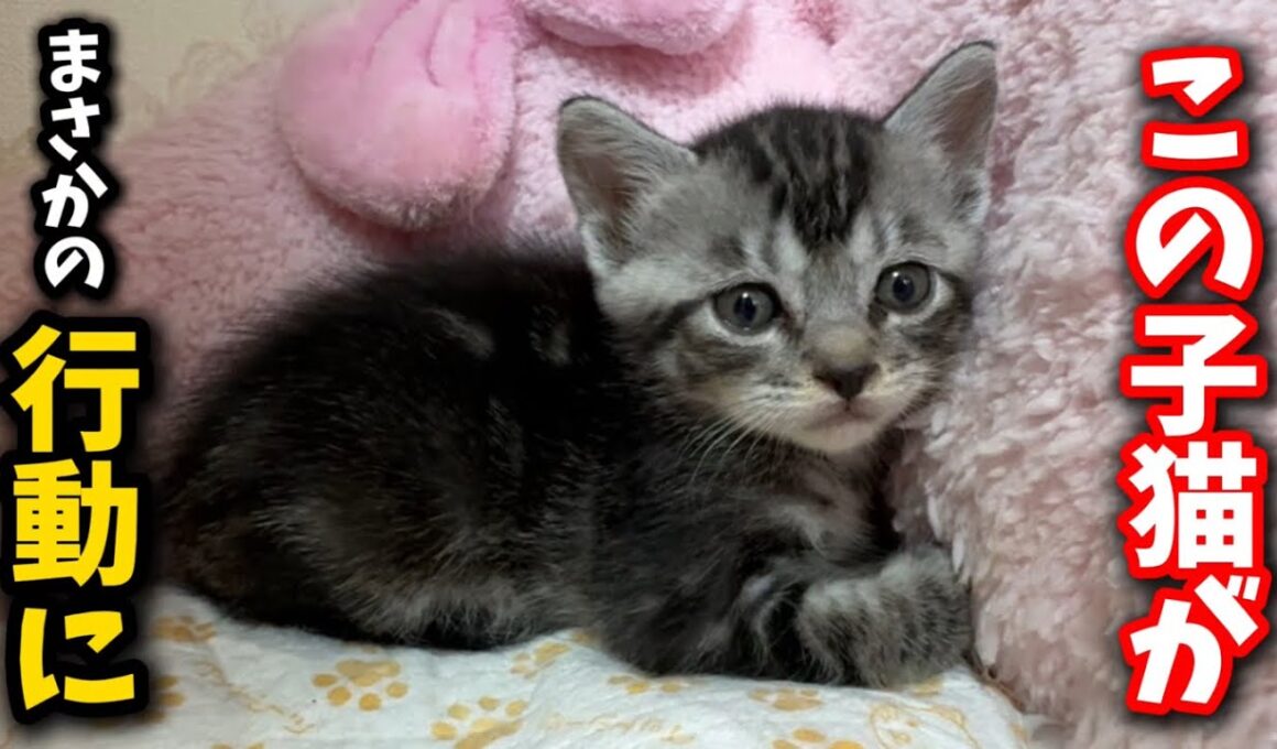 まさか子猫が人間のおっぱいを飲もうとするなんて…