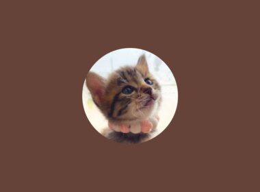 保護猫コネコのポンちゃん白血病再検査前の一時帰宅ライブ-ミルクボランティア(ミルボラ)LIVE｜#MilkVolunteers  #RescuedCat #保護猫 #ShelterCat