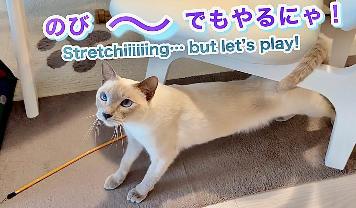 【トンキニーズ】眠い猫vsネズミ🐭キャットホイールで意外なゲームが始まりました✨Sleepy Cat vs Mouse🐭Unexpected Game on the Cat Wheel✨
