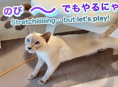 【トンキニーズ】眠い猫vsネズミ🐭キャットホイールで意外なゲームが始まりました✨Sleepy Cat vs Mouse🐭Unexpected Game on the Cat Wheel✨