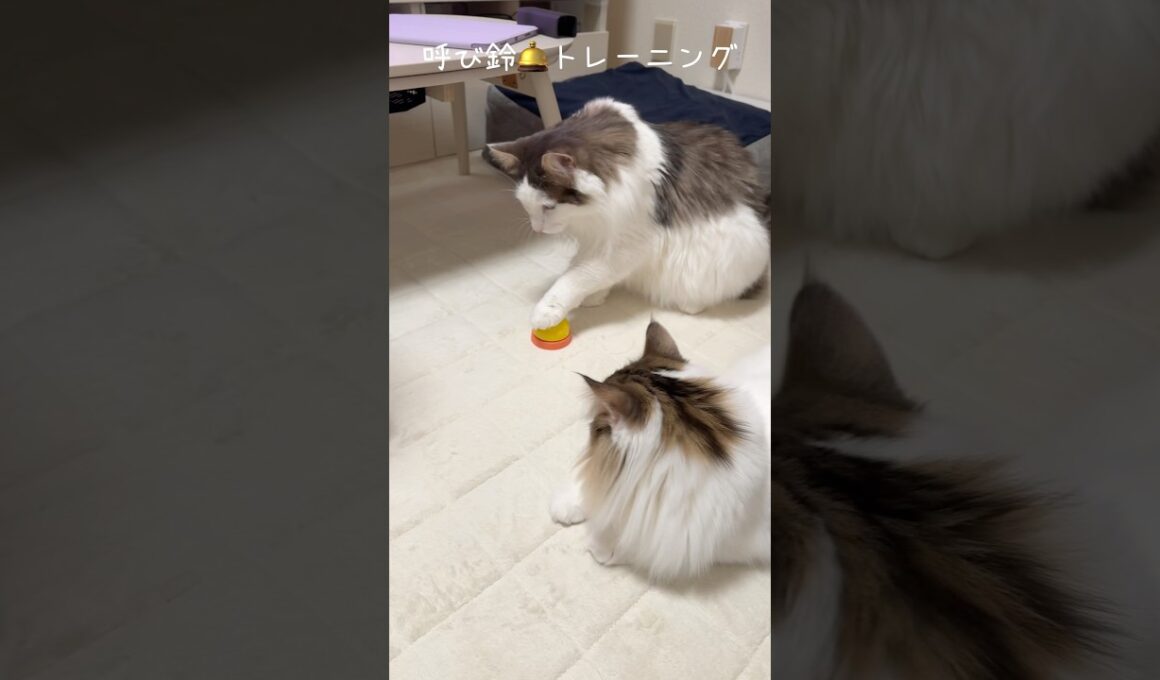 呼び鈴🛎️トレーニング #ノルウェージャンフォレストキャット #cat #kitten #兄弟猫