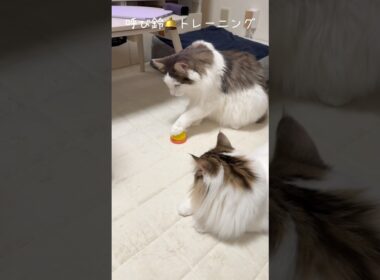 呼び鈴🛎️トレーニング #ノルウェージャンフォレストキャット #cat #kitten #兄弟猫