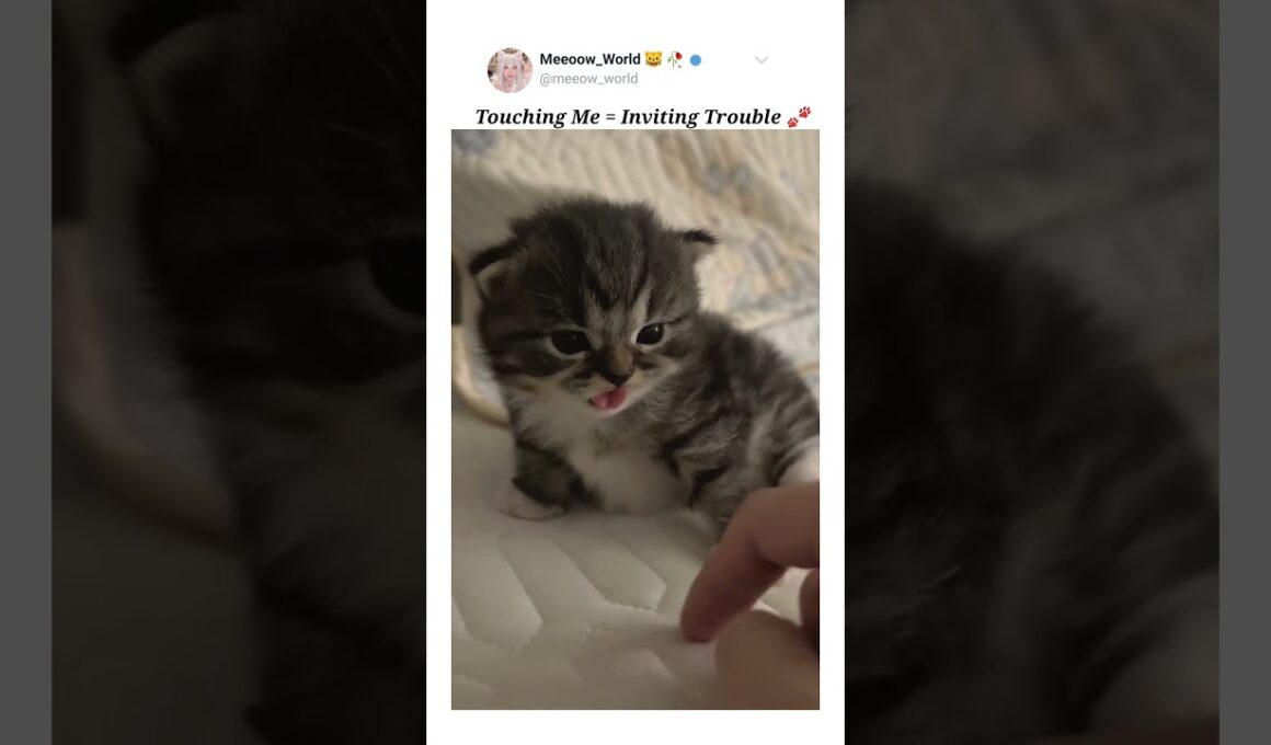 I'm the danger kitty 😸  #kitten #cutepets #cuteanimals #pets #cutecats #cute #catmeow #catvideos