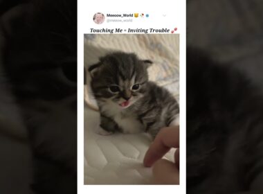 I'm the danger kitty 😸  #kitten #cutepets #cuteanimals #pets #cutecats #cute #catmeow #catvideos