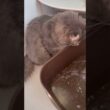 綺麗綺麗 #アメリカンカール #ねこ動画 #shortsvideos