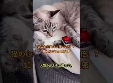 【猫の豆知識】夢を見る猫・三毛猫の謎・寿命と心臓の秘密#猫豆知識 #猫の秘密 #三毛猫 #猫好き #猫の寿命 #猫の夢 #猫との暮らし #癒し猫
