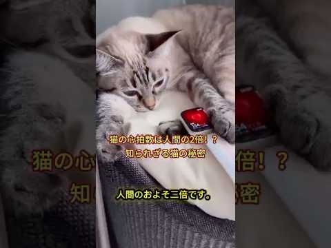 【猫の豆知識】夢を見る猫・三毛猫の謎・寿命と心臓の秘密#猫豆知識 #猫の秘密 #三毛猫 #猫好き #猫の寿命 #猫の夢 #猫との暮らし #癒し猫