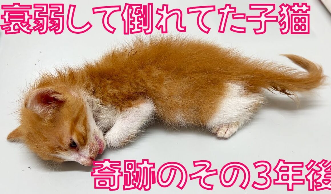 命を落としかけた子猫、そのしあわせ3年後 Three Years Later for the Weakened Rescued Kitten