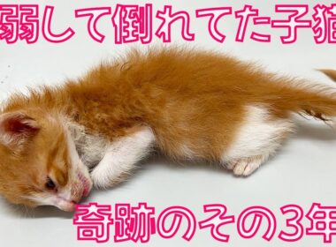 命を落としかけた子猫、そのしあわせ3年後 Three Years Later for the Weakened Rescued Kitten