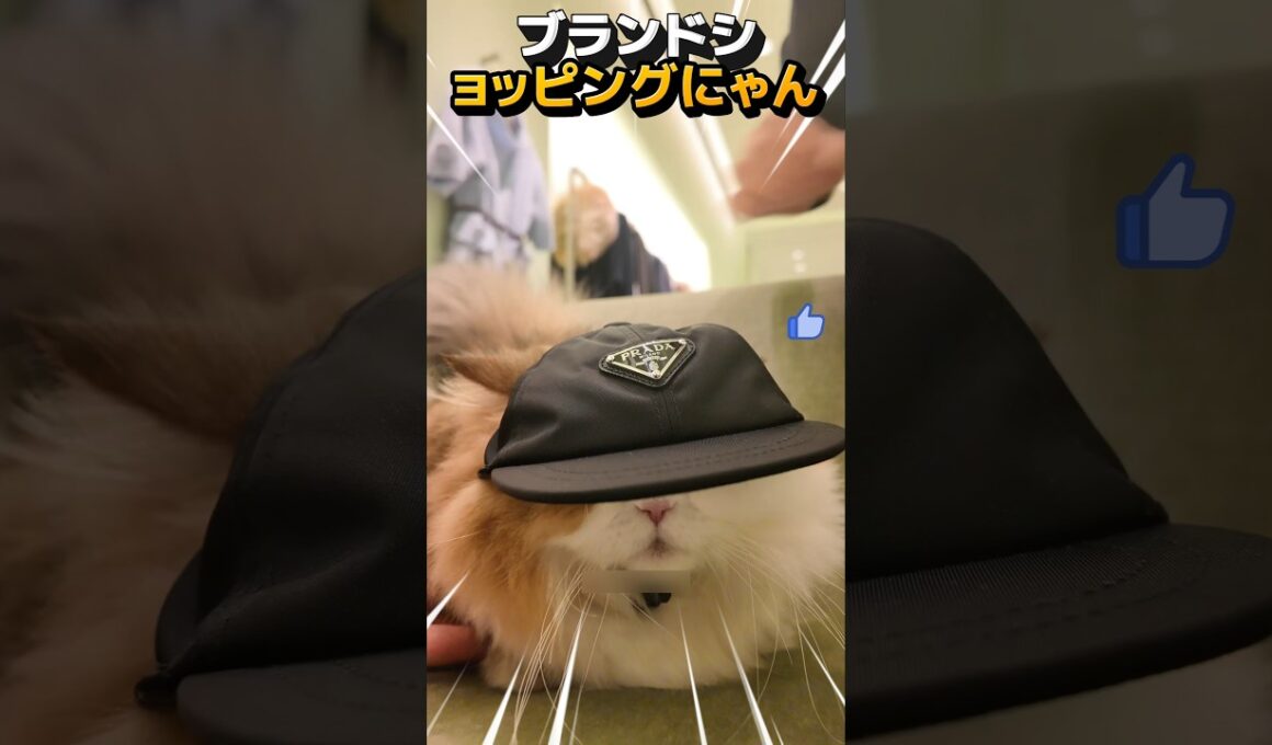 [cat][マンチカン] 飼い主に恵まれてブランドショッピングする金持ち猫