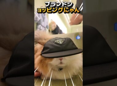 [cat][マンチカン] 飼い主に恵まれてブランドショッピングする金持ち猫