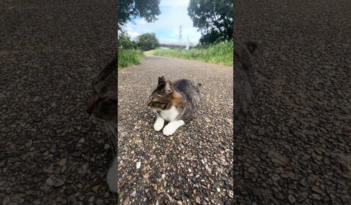 スフィンクス座りでまったりしているかわいい靴下猫ちゃん😸🐈#shorts