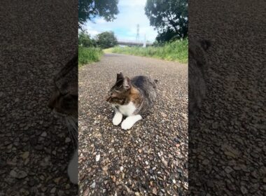 スフィンクス座りでまったりしているかわいい靴下猫ちゃん😸🐈#shorts