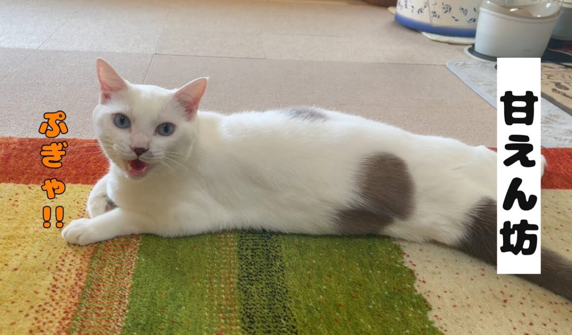 甘えたい時は「ぷぎゃ」と返事をする弟猫が可愛いすぎる