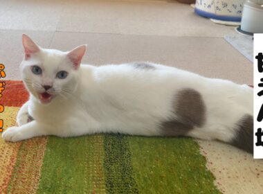 甘えたい時は「ぷぎゃ」と返事をする弟猫が可愛いすぎる