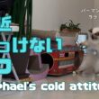 バーマン猫ラフ【最近そっけないラフ】Raphael's cold attitude（バーマン猫）Birman/Cat