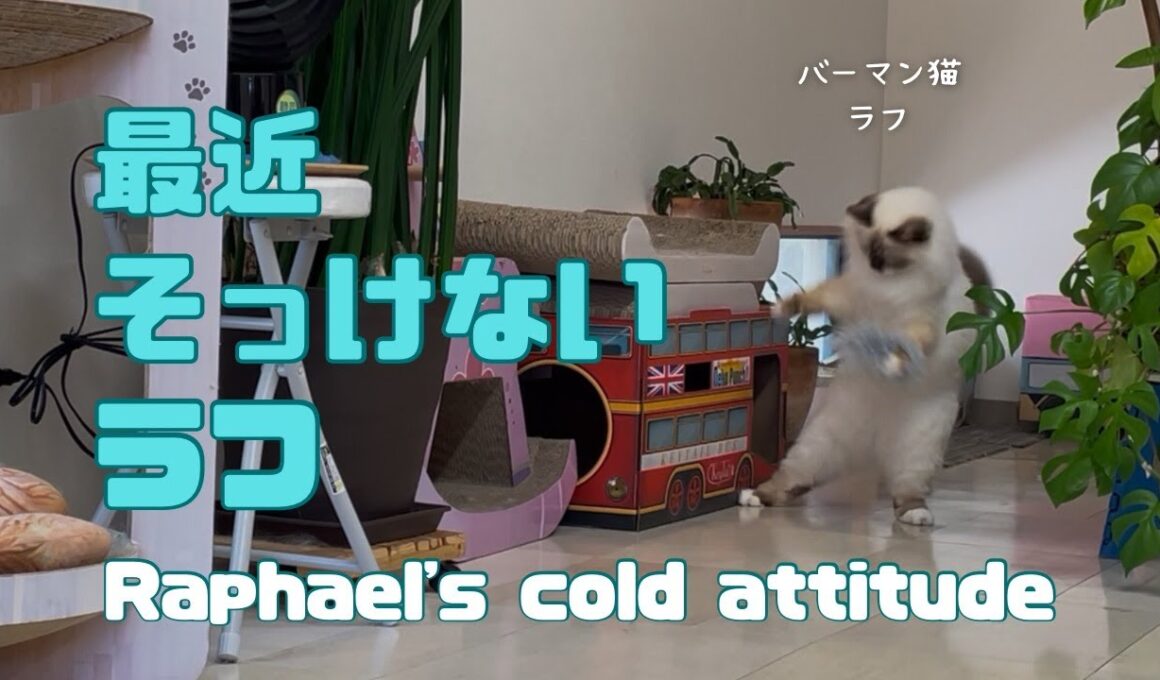 バーマン猫ラフ【最近そっけないラフ】Raphael's cold attitude（バーマン猫）Birman/Cat