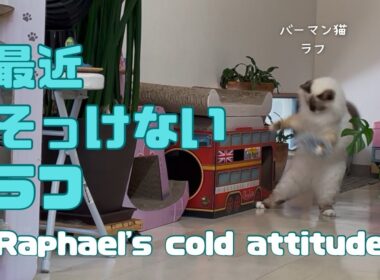 バーマン猫ラフ【最近そっけないラフ】Raphael's cold attitude（バーマン猫）Birman/Cat