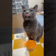 【ロシアンブルー】今朝のおねだりめろんです🤗今日も良き日になりますように🍀【猫】#shorts