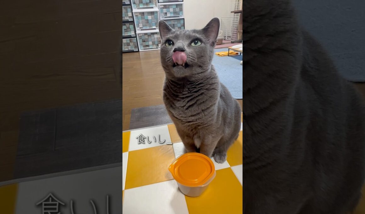 【ロシアンブルー】今朝のおねだりめろんです🤗今日も良き日になりますように🍀【猫】#shorts
