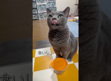【ロシアンブルー】今朝のおねだりめろんです🤗今日も良き日になりますように🍀【猫】#shorts