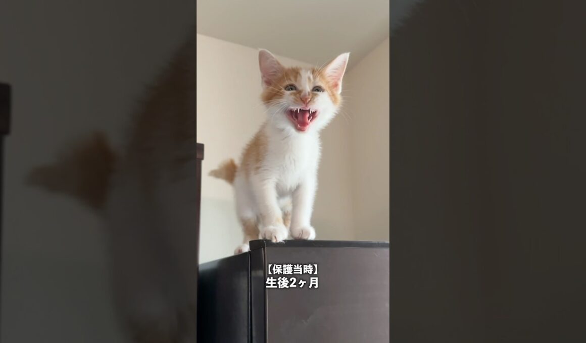 生後2ヶ月〜生後5ヶ月の子猫の鳴き声の変化　 #猫 #cat #猫  #shorts