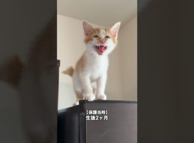 生後2ヶ月〜生後5ヶ月の子猫の鳴き声の変化　 #猫 #cat #猫  #shorts
