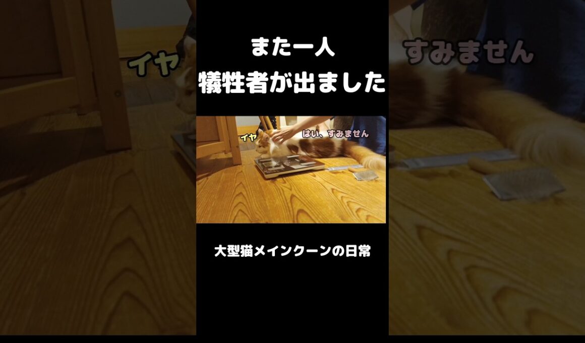 お腹をブラッシングしたら... #メインクーン #猫 #猫のいる暮らし#cat #mainecoon #catlover​  #catshorts​ #cute​ #cutecat​ #fyp​