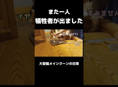 お腹をブラッシングしたら... #メインクーン #猫 #猫のいる暮らし#cat #mainecoon #catlover​  #catshorts​ #cute​ #cutecat​ #fyp​
