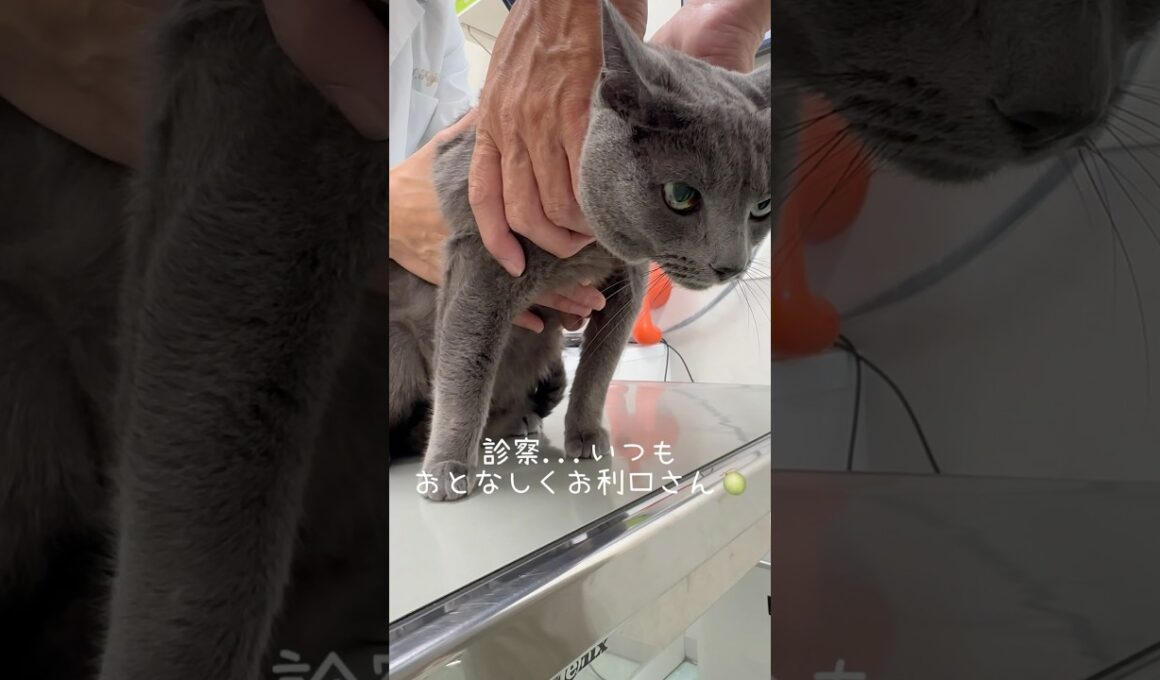 【ロシアンブルー】めろん...今日はワクチン接種して来ました🥹【猫】#shorts