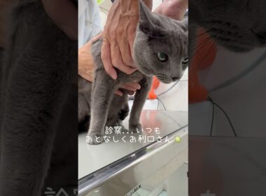 【ロシアンブルー】めろん...今日はワクチン接種して来ました🥹【猫】#shorts
