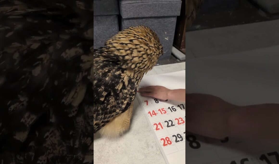 カレンダーめくりを眺めるフクロウ(〇v〇)