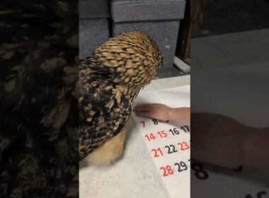 カレンダーめくりを眺めるフクロウ(〇v〇)
