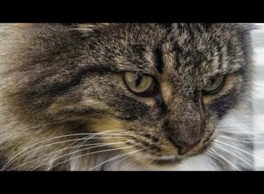 10 Shocking Reasons You Should NEVER Get a Norwegian Forest Cat! 🐱❌