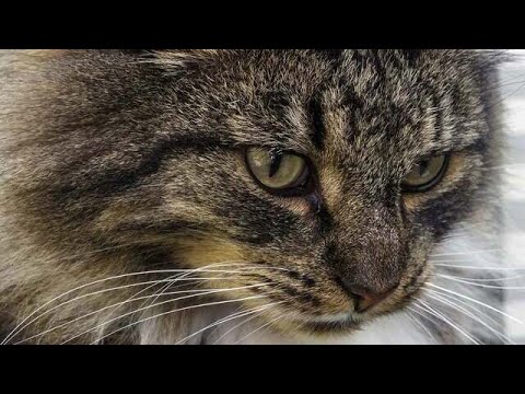 10 Shocking Reasons You Should NEVER Get a Norwegian Forest Cat! 🐱❌