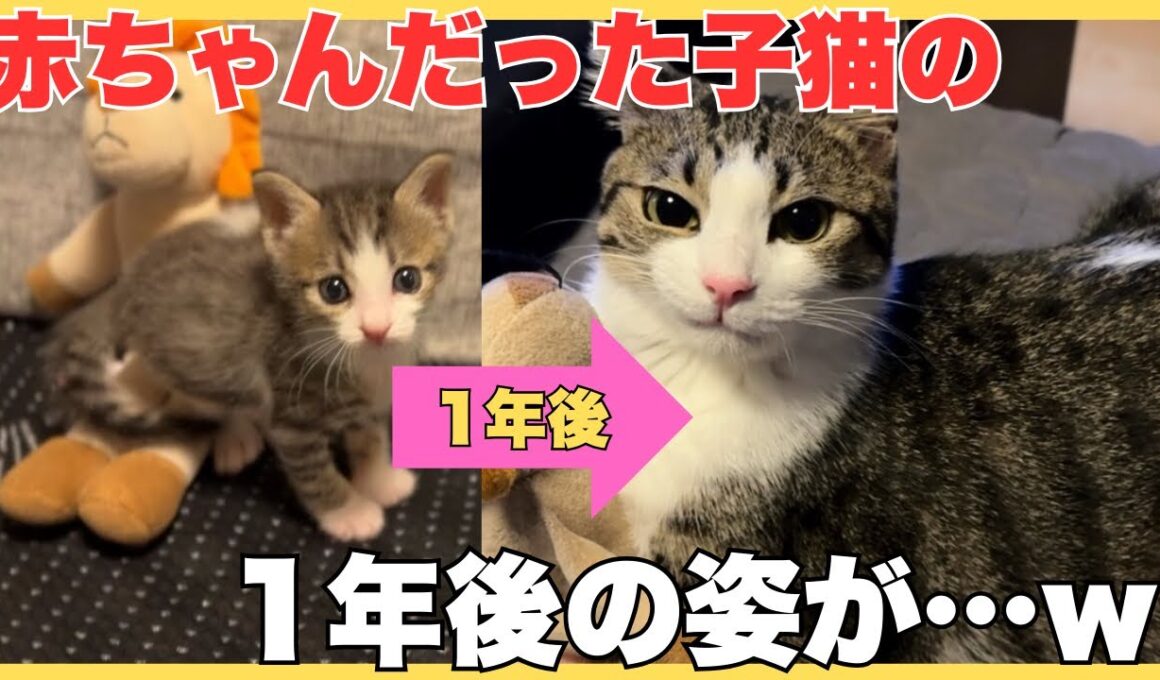 【保護猫】赤ちゃんだった子猫が1年後こうなりました