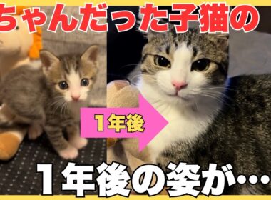 【保護猫】赤ちゃんだった子猫が1年後こうなりました