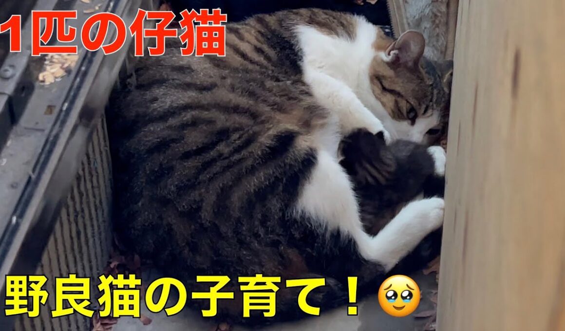 野良猫ちゃんが、出産！子育て＾＾（野良猫のレディーちゃんが、カメ小屋の裏で、赤ちゃんを、産んでいた）1匹だけの子育て＾＾今度は無事に育って欲しい