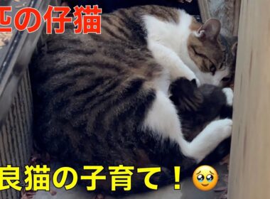 野良猫ちゃんが、出産！子育て＾＾（野良猫のレディーちゃんが、カメ小屋の裏で、赤ちゃんを、産んでいた）1匹だけの子育て＾＾今度は無事に育って欲しい