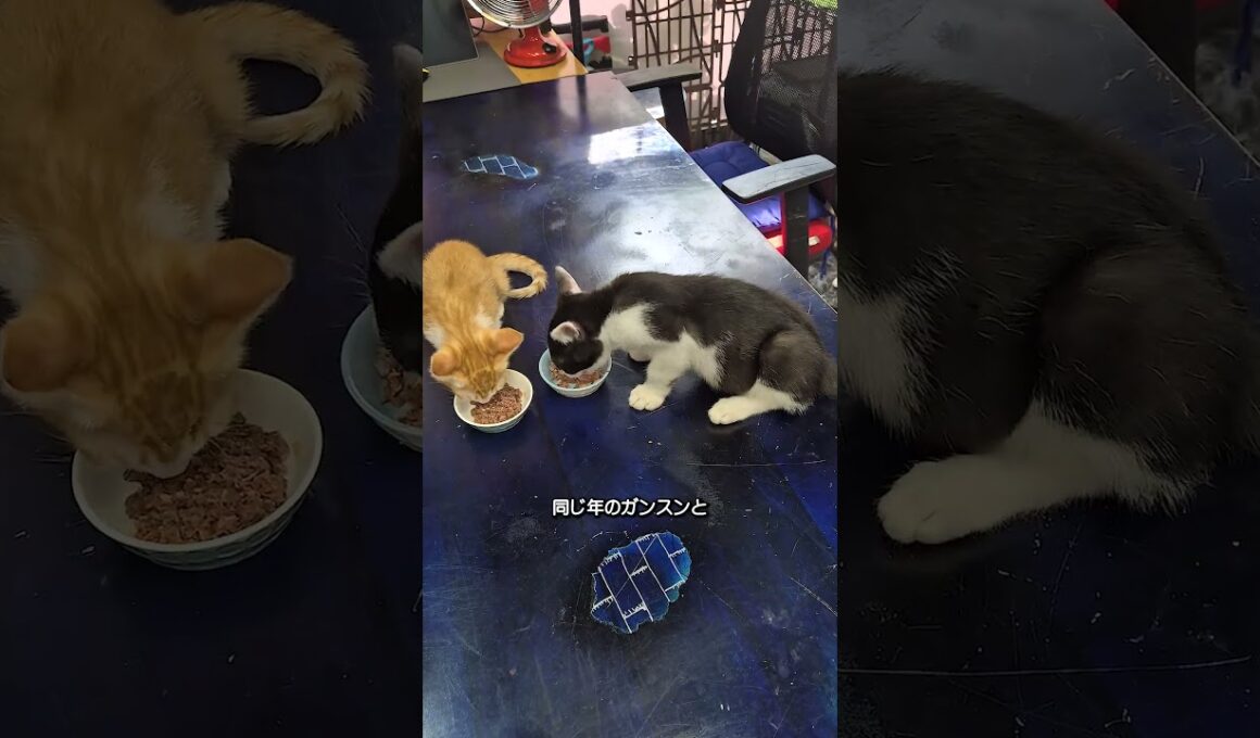 猫に食事の平和はない