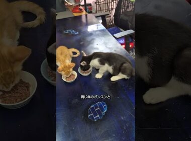 猫に食事の平和はない