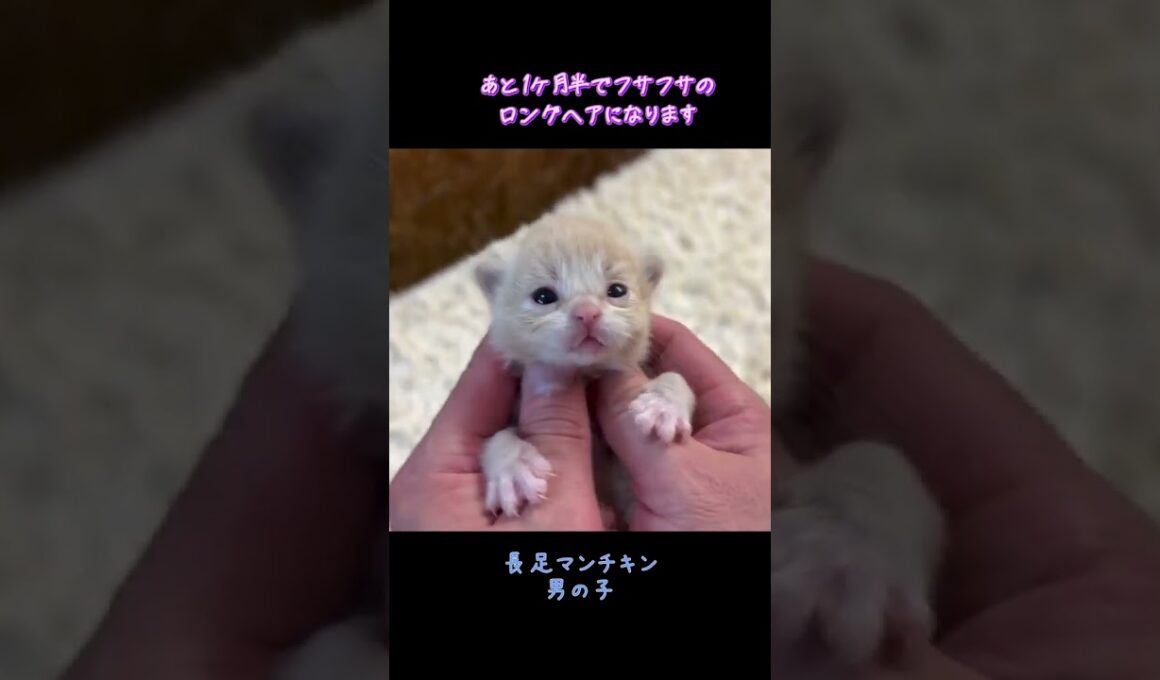 生後14日のマンチキンくん☆目が完全に開き立つこともできました(前足だけ)#マンチカンブリーダー#マンチキン#ななはちずルーム #猫の躾 #神メソッド #飼い主様募集中