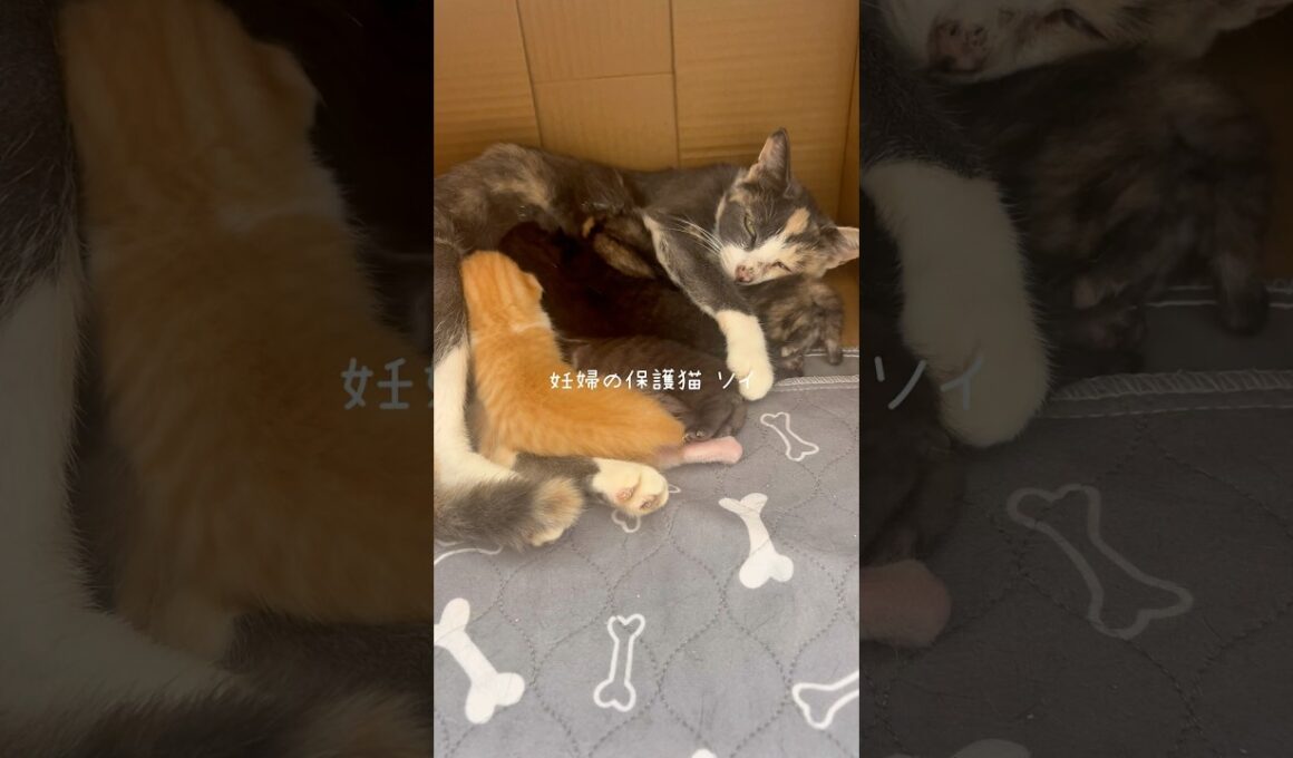 妊婦保護猫のソイ🤎産後１０日目vlog｜子猫たちが大きくなって、ぎゅうぎゅうになったミルクタイム🍼　#保護猫 #妊娠猫 #猫の出産 #子猫 #rescuecat #kitten #cat